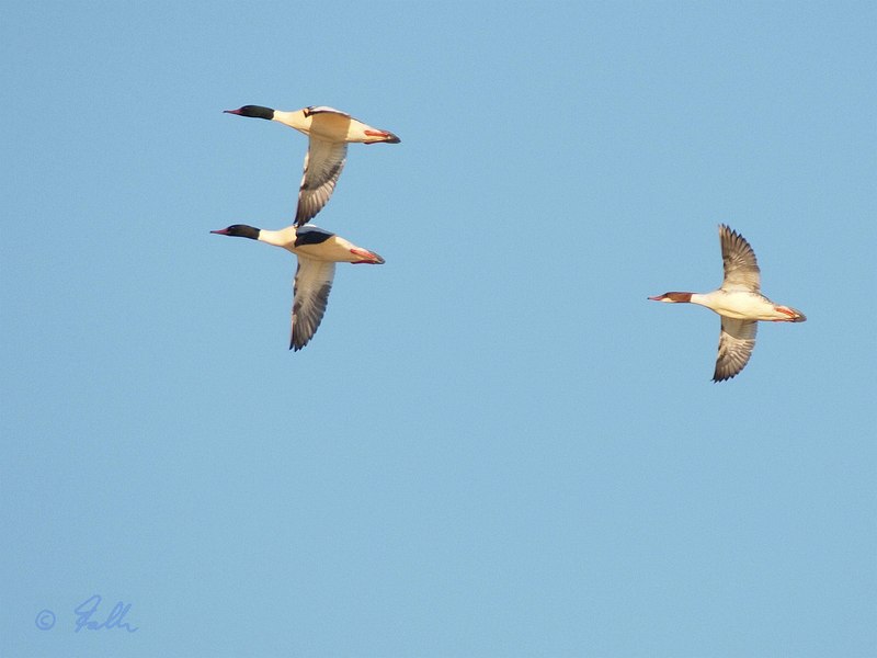 Goosander   © Falk 2016