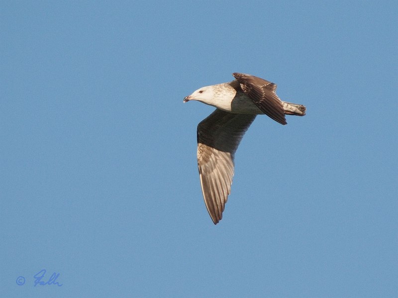 Herring Gull   © Falk 2016