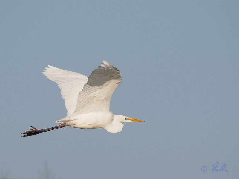 Great White Egret   © Falk 2016