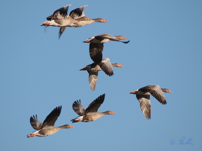 Grey Geese   © Falk 2016