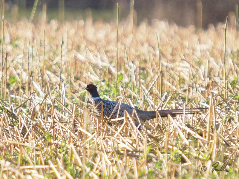 anerythristic Ringneck Phasant   © Falk 2016