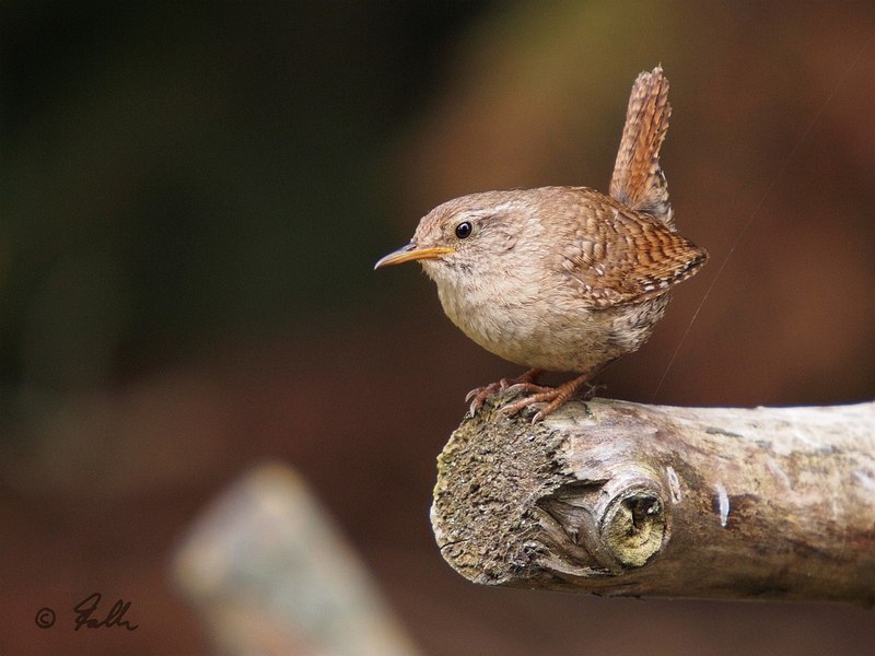 Troglodytes troglodytes; from the Garden   © Falk 2016