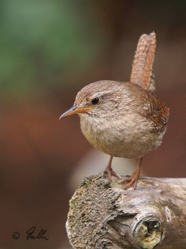 Troglodytes troglodytes; from the Garden   © Falk 2016