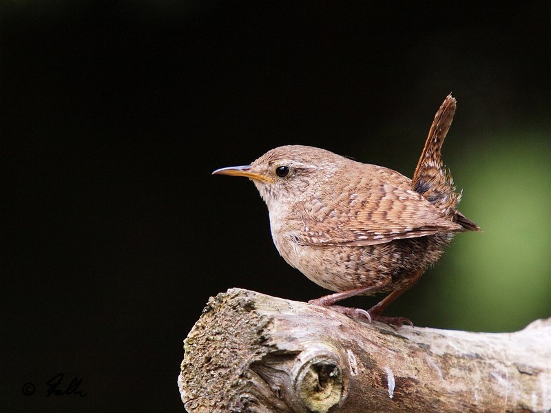 Troglodytes troglodytes; from the Garden   © Falk 2016