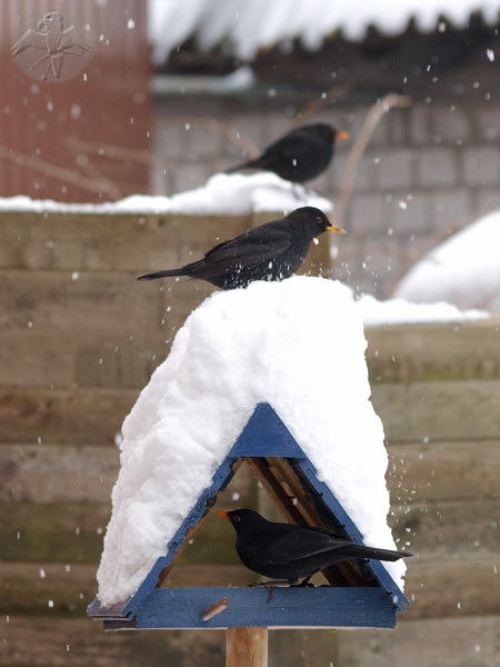 The Blackbirds are the ruler at the feeder. The dark brown females most often show even worse behavior then males; {1}   © Falk 2010