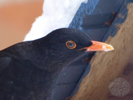 The Blackbird is the ruler at the feeder   {1}   © Falk 2010