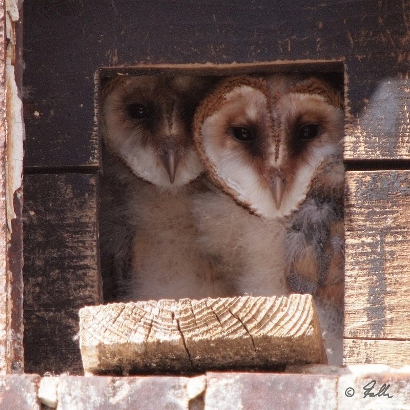 Tyto alba juveniles   © Falk 2016