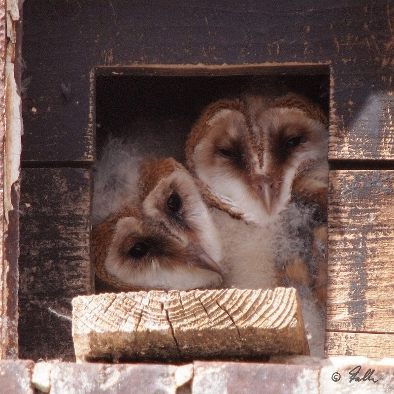 Tyto alba juveniles   © Falk 2016