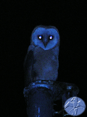 Tyto alba &nbsp; &copy; Falk 2008