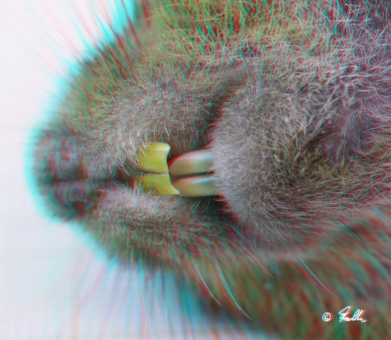 Arvicola terrestris red-cyan Anaglyph   ©   Falk 2015