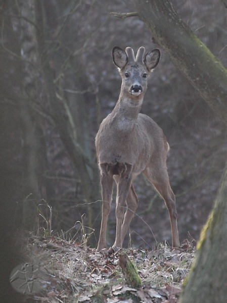 Capreolus capreolus, male   © Falk 2011