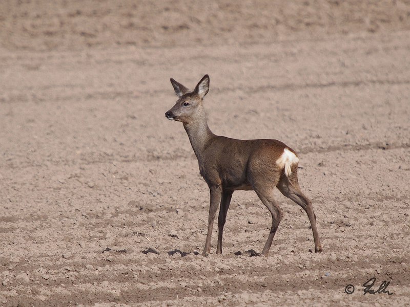 Capreolus capreolus, immat. female   © Falk 2017