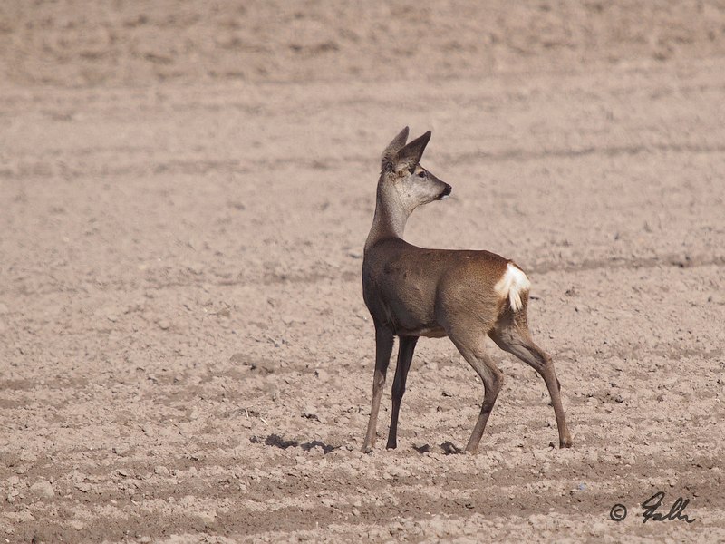 Capreolus capreolus, immat. female   © Falk 2017