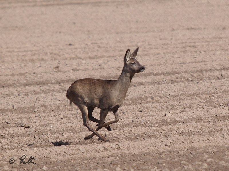 Capreolus capreolus, immat. female   © Falk 2017