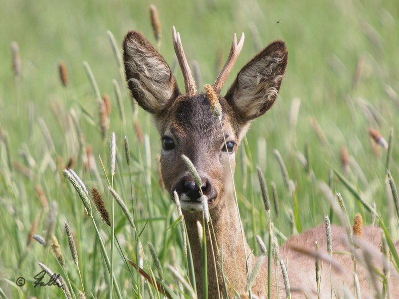 immat. male Roe Deer   © Falk 2017