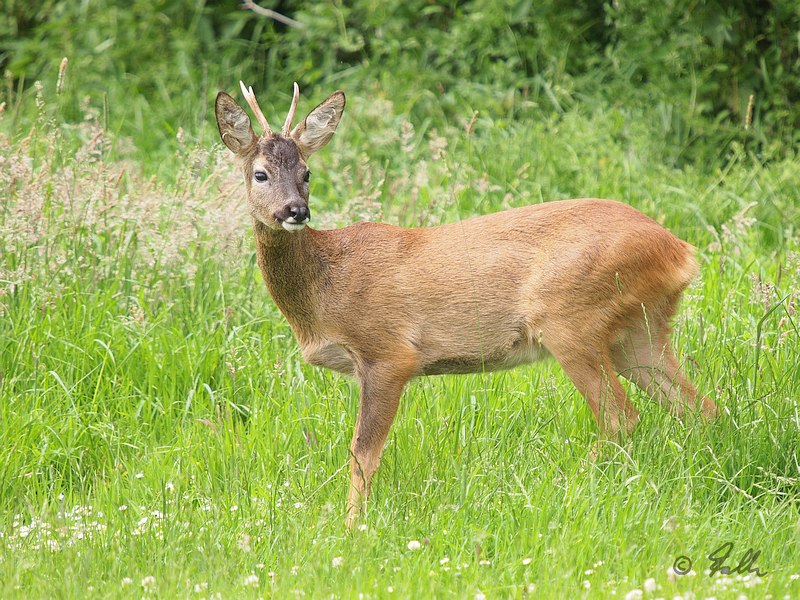 Roe Deer, immat. male   © Falk 2017