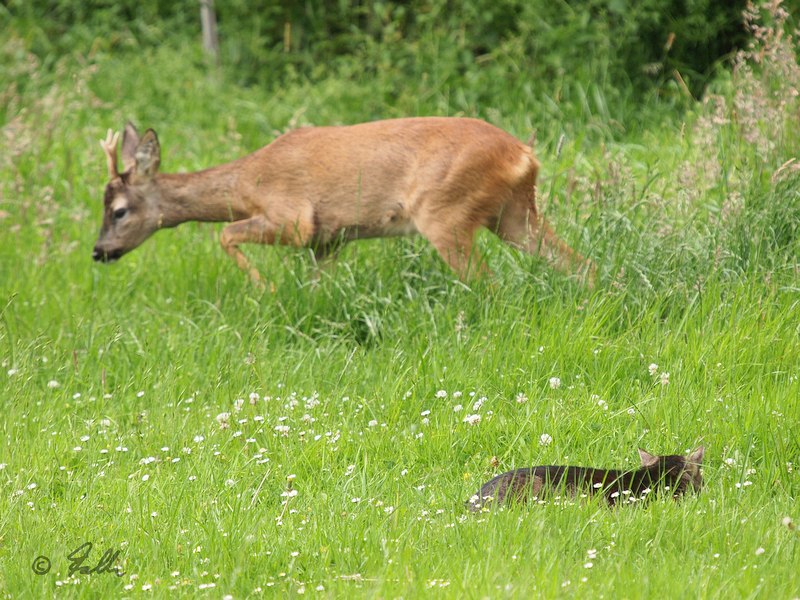 Roe Deer and domestic Cat   © Falk 2017