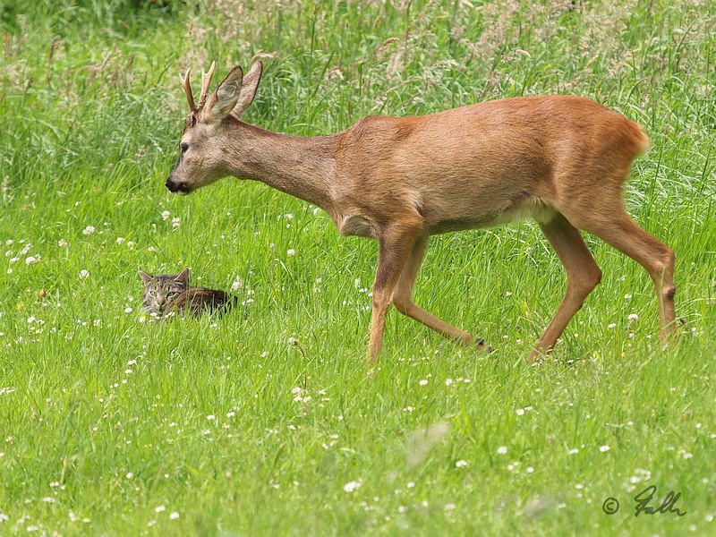 Roe Deer and domestic Cat   © Falk 2017