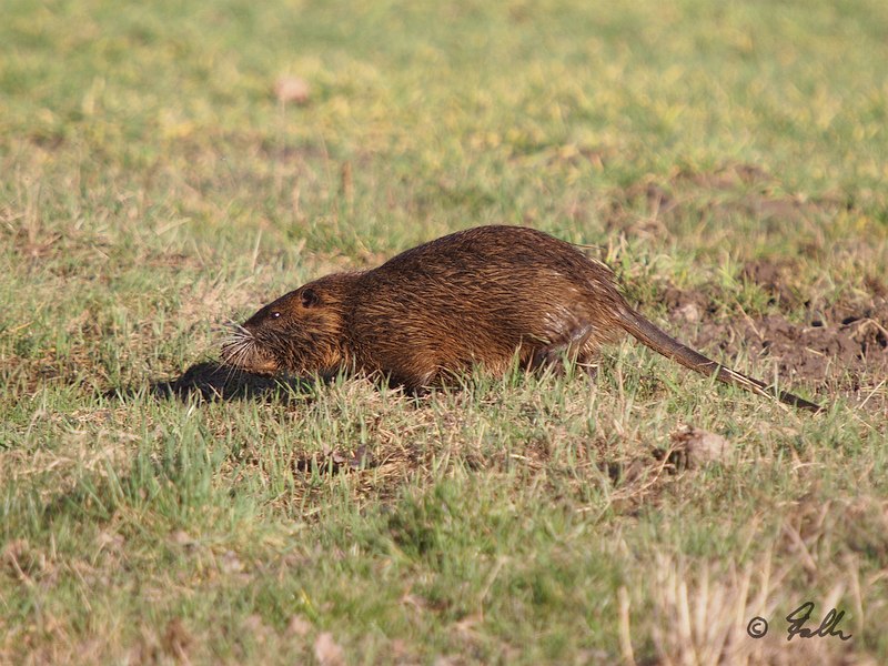 Myocastor coypus   © Falk 2017