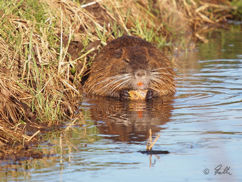 Myocastor coypus   © Falk 2017