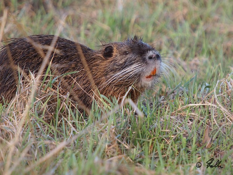 Myocastor coypus   © Falk 2017