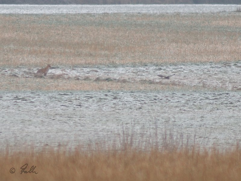 Vulpes vulpes and Circus cyaneus in one frame; 400m distance   © Falk 2017