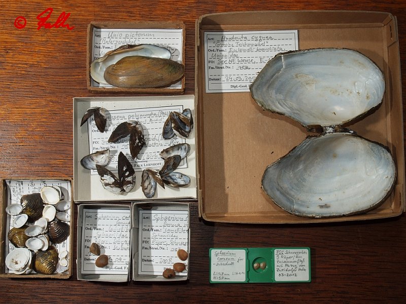 Bivalvia and aquatic Gastropods   © Falk 2012