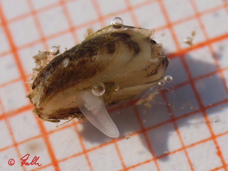 Dreissena polymorpha, juv.   © Falk 2012