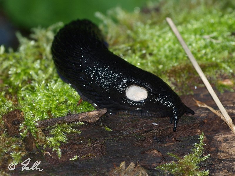 Slugs   © Falk 2011