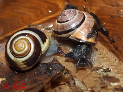 Copula C.hortensis × C.nemoralis   © Falk 2012