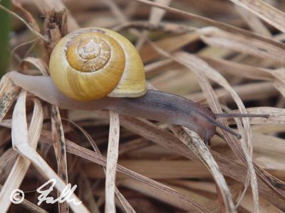 Cepaea hortensis   © Falk 2012