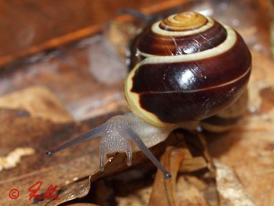 Cepaea hortensis   © Falk 2012