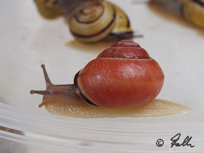 Cepaea nemoralis   © Falk 2011