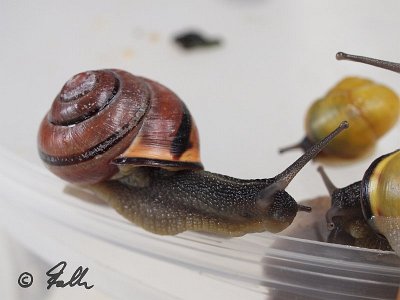 Cepaea nemoralis   © Falk 2011