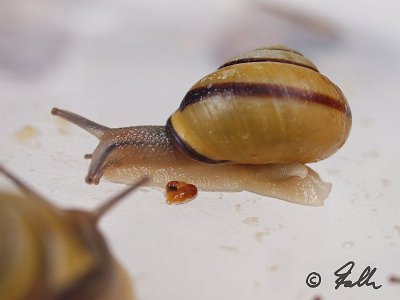 Cepaea nemoralis   © Falk 2011