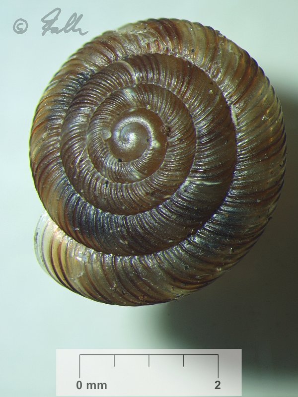 Discus rotundatus   © Falk 2012