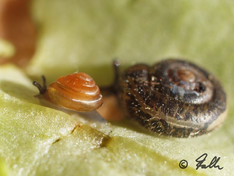 Euconulus fulvus + Trichia sp.   © Falk 2012