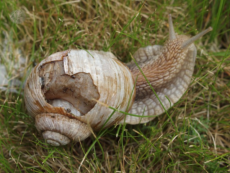 Helix pomatia   © Falk 2011