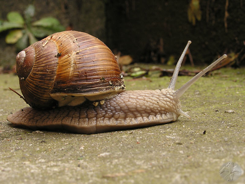 Helix pomatia   © Falk 2009