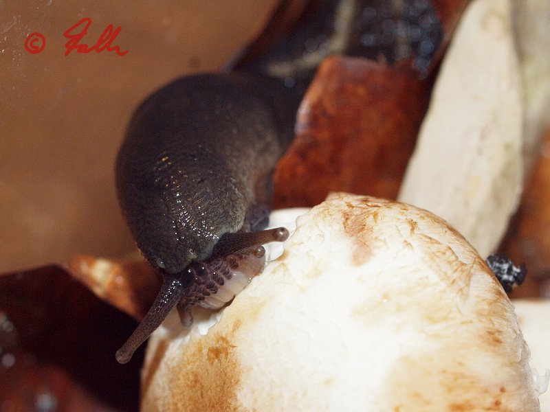 Limax cinereoniger feeding on Champignon   © Falk 2014