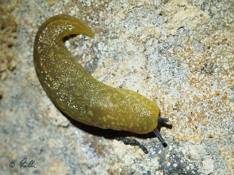 Limax flavus   © Falk 2017