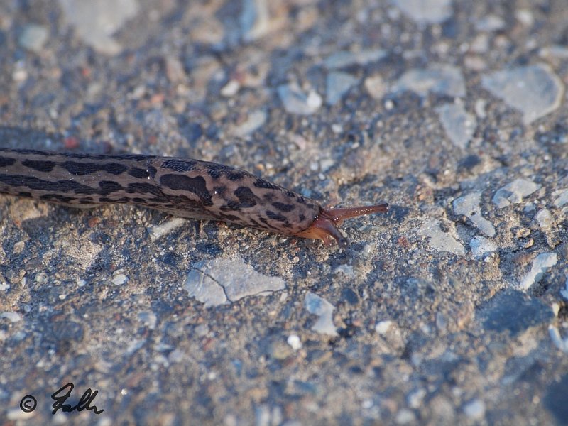 Limax maximus   © Falk 2012