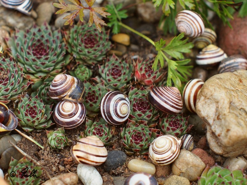 Cepaea nemoralis, t   © Falk 2015