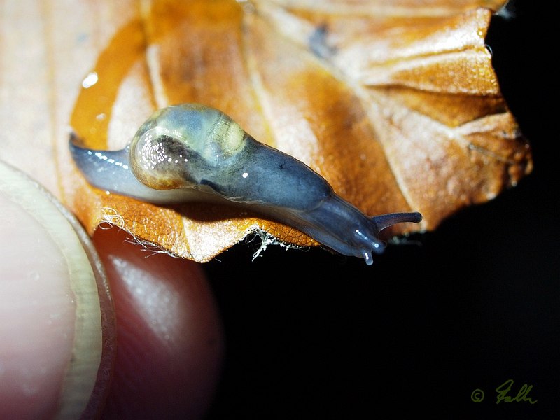 Eucobresia diaphana   © Falk 2015