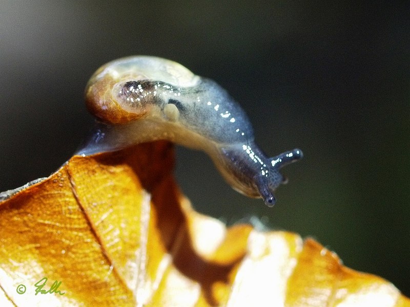 Eucobresia diaphana   © Falk 2015