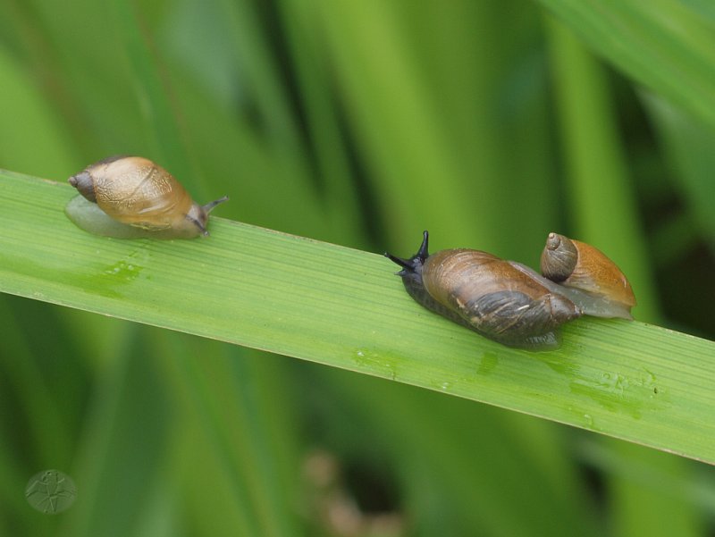 Succinea putris   © Falk 2011