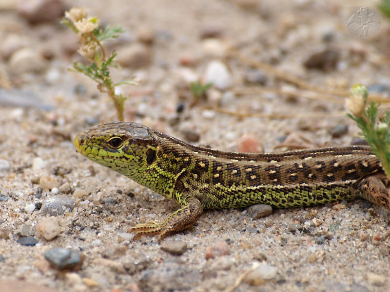 Lacerta agilis, male   © Falk 2010