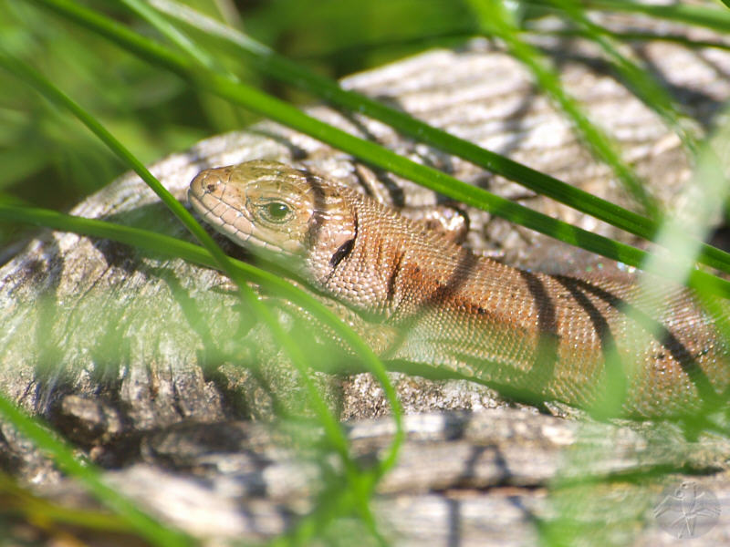 Lacerta vivipara, male; {9}   © Falk 2010