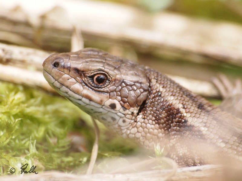 Lacerta vivipara   © Falk 2016