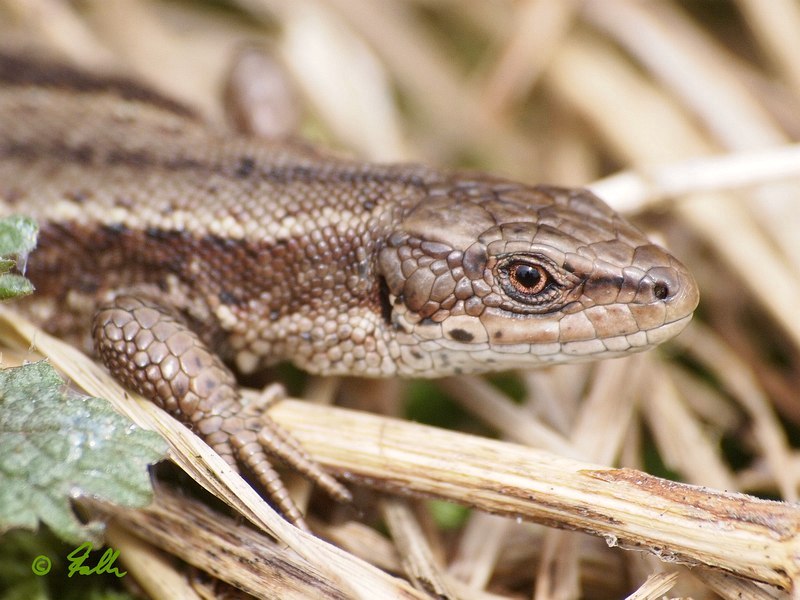 Lacerta vivipara   © Falk 2016